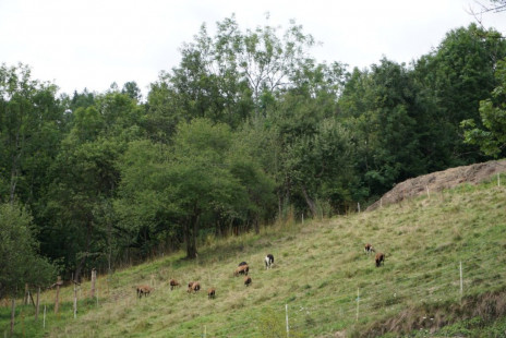 Sommer-Schafe-Kamerunschafe-Ziegen-Urlaub am Bauernhof-Tiere-Sommerferien-Murtal-Kreischberg